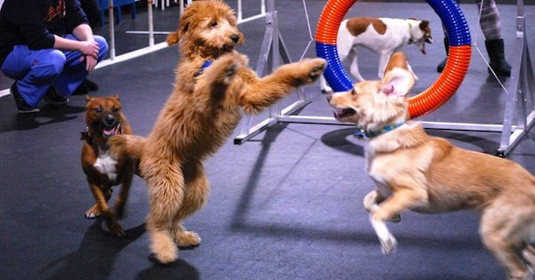 Zoom Room Brings a Dog Loving Franchisee to Colorado Thanks to a Referral from an IFPG Consultant!